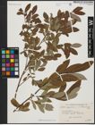 Foto von Salix aegyptiaca L. x Salix elbursensis Boiss.
